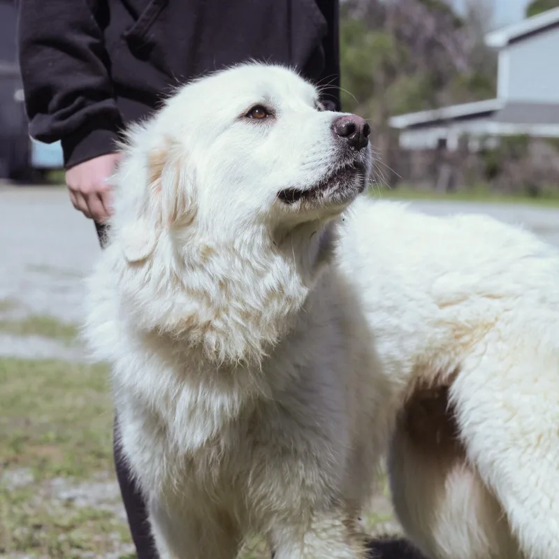 White Out thumbnail 5