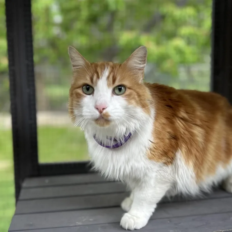 An adult small-sized male Orange / Red Turkish Angora cat named Sully for adoption in Bountiful, UT