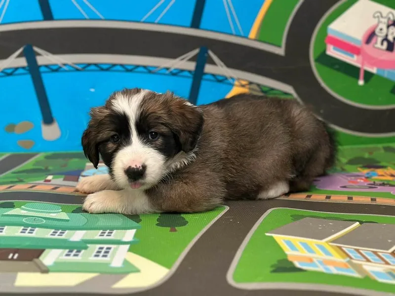 A baby large-sized female Tricolor (Brown, Black, & White) Collie dog named Eden for adoption in Shawnee, OK