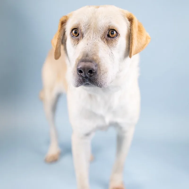 An adult medium-sized female White / Cream Yellow Labrador Retriever dog named Tara for adoption in Portland, OR