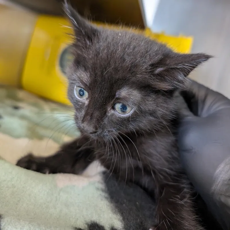 A baby small-sized female Black Domestic Short Hair cat named Ramsey for adoption in Manhattan, KS