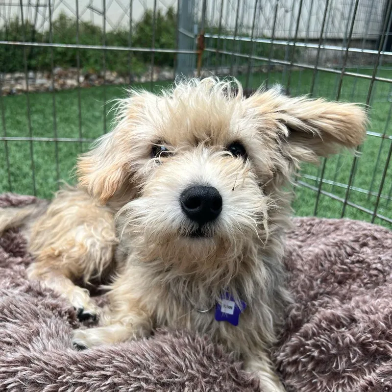 An adult small-sized male Yellow / Tan / Blond / Fawn Terrier dog named Kiwi for adoption in San Francisco, CA