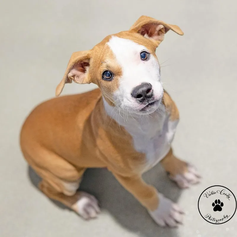 A baby medium-sized male Brown / Chocolate Terrier dog named King for adoption in Abilene, TX