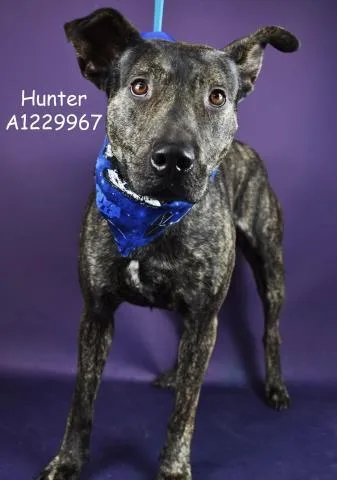 An adult medium-sized male Pit Bull Terrier dog named Hunter for adoption in Bakersfield, CA