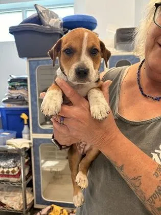 A baby small-sized female Mixed Breed dog named Rabbit for adoption in Beatrice, NE