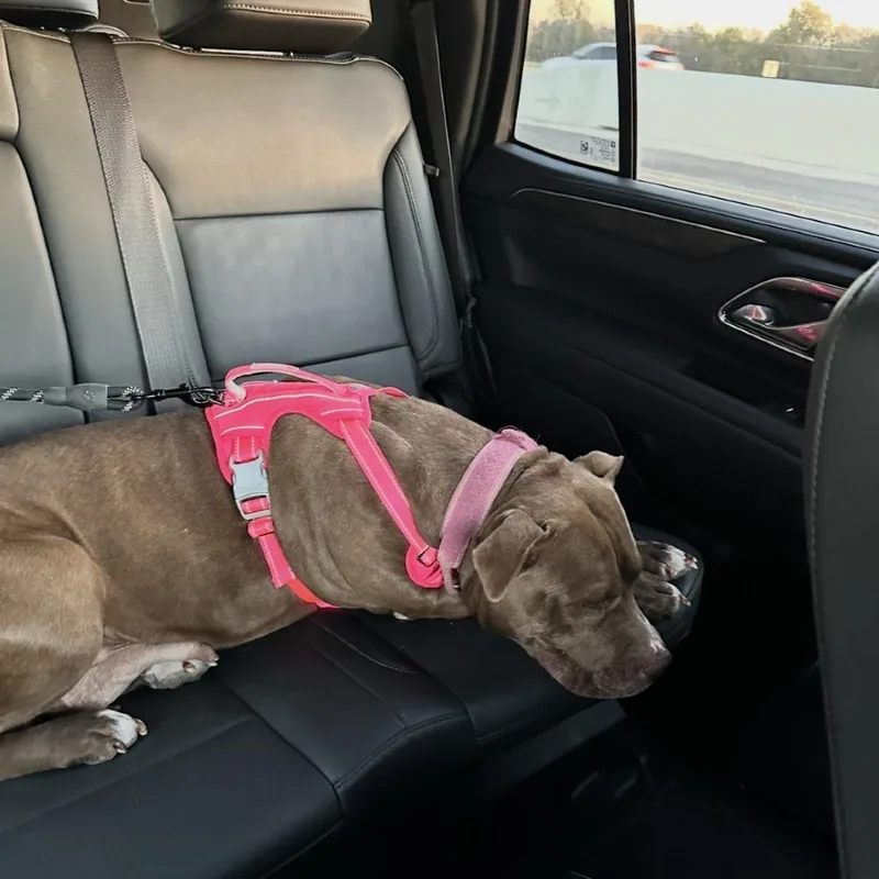 An adult large-sized female Brown / Chocolate Pit Bull Terrier dog named Harley for adoption in Dallas, TX