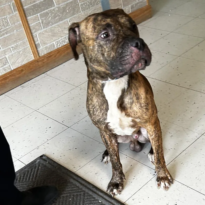 An adult medium-sized male Brown / Chocolate Mixed Breed dog named Meteora for adoption in Davenport, IA