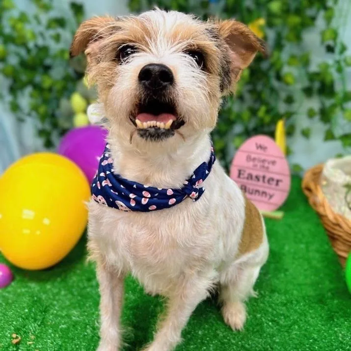 Edamame Aka Eddie thumbnail 3