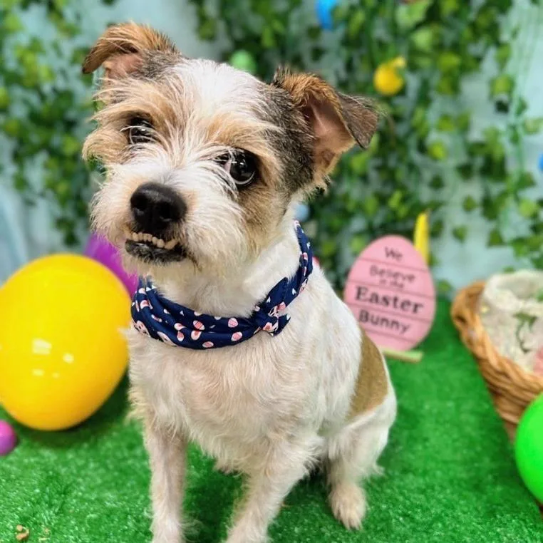 Edamame Aka Eddie thumbnail 4