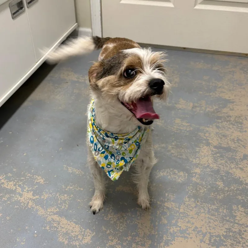 Edamame Aka Eddie thumbnail 5