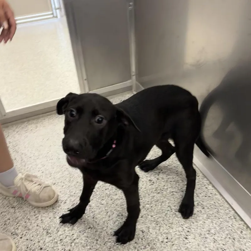 A baby medium-sized female Black Hound dog named Kelsie for adoption in Wilmington, DE