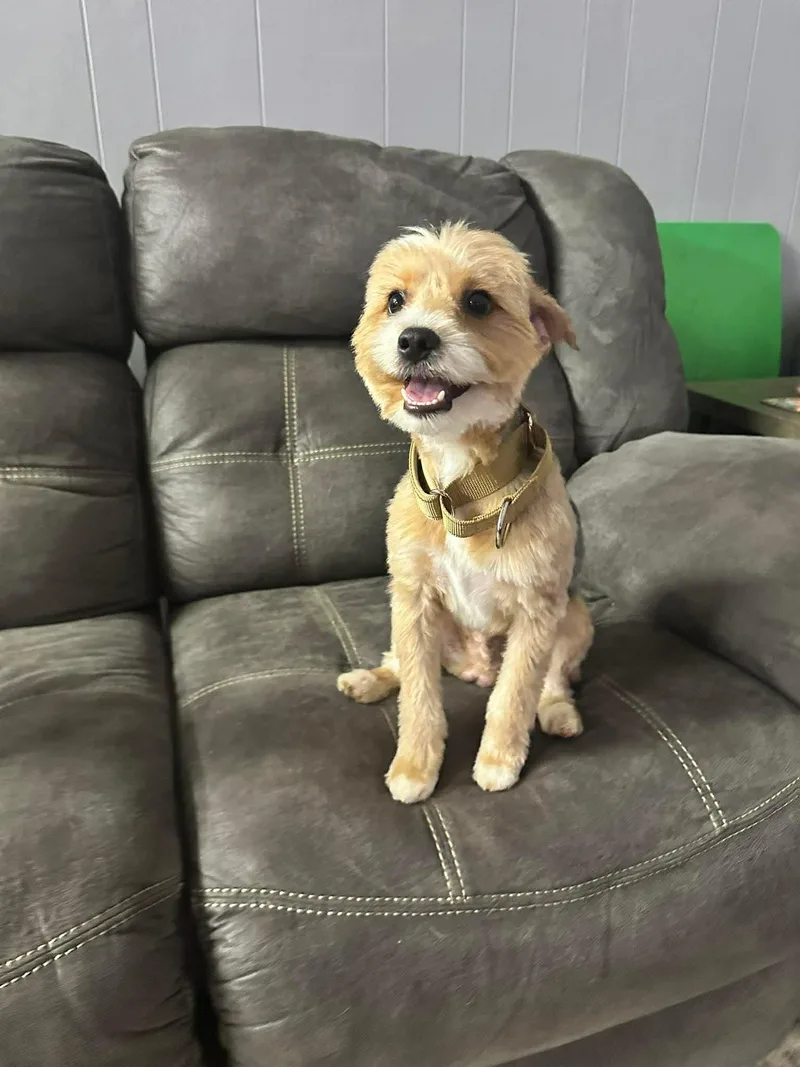 A baby small-sized male Yorkshire Terrier dog named Sonny Eg In Ms for adoption in Warwick, RI