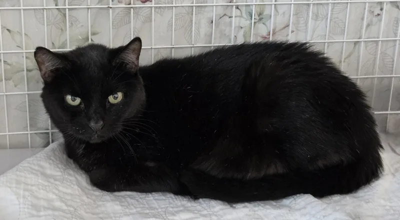 A young medium-sized female Black Domestic Short Hair cat named Kleo for adoption in Satellite Beach, FL