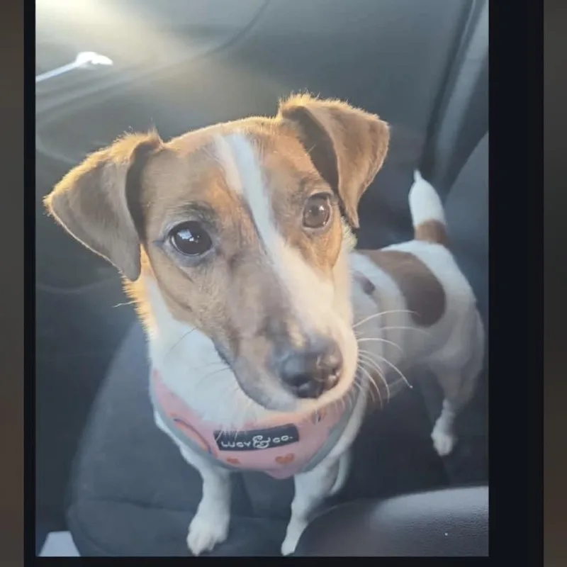 An adult small-sized female White / Cream Jack Russell Terrier dog named Lacey for adoption in Bismarck, ND