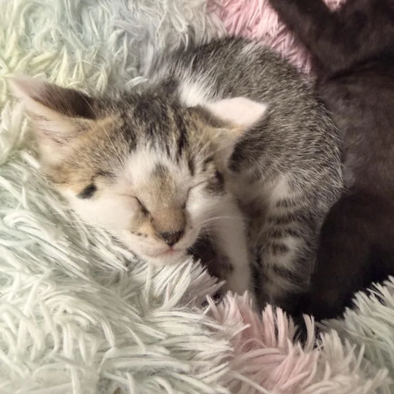 A baby small-sized male Gray / Blue / Silver Domestic Short Hair cat named Petey for adoption in West Point, MS