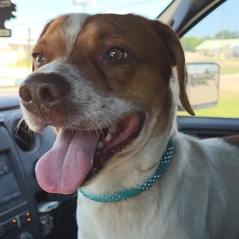 An adult medium-sized male White / Cream Beagle dog named Red for adoption in Rockdale, TX