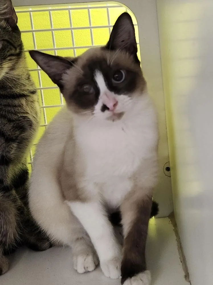 A baby small-sized female Siamese cat named Panda for adoption in Dallas, TX