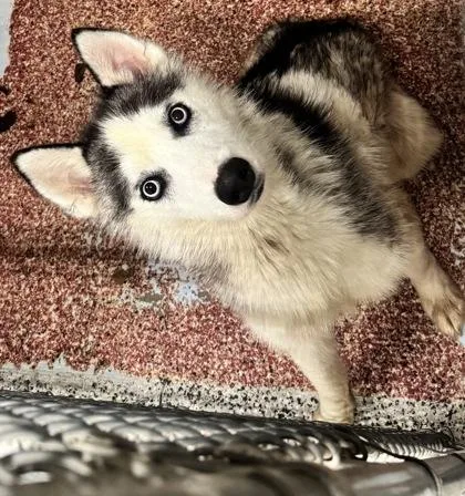 An adult large-sized male Siberian Husky dog named Loko for adoption in West Chester, PA