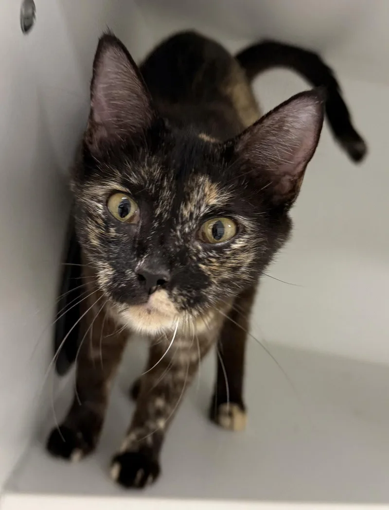A young medium-sized female Domestic Short Hair cat named Everywhere for adoption in Satellite Beach, FL