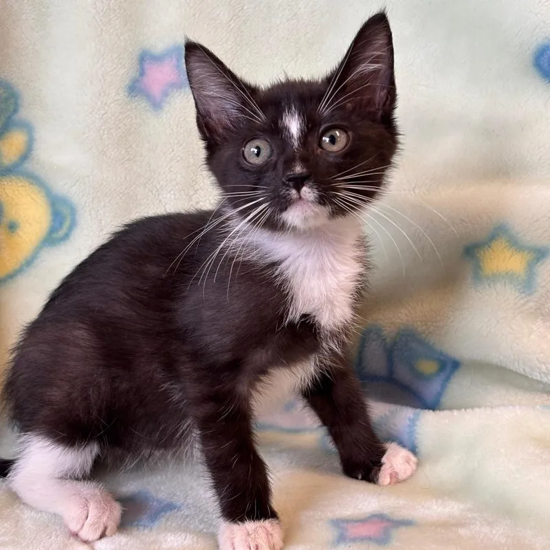 A young medium-sized female Black Domestic Short Hair cat named Scrumpet for adoption in Mount Juliet, TN