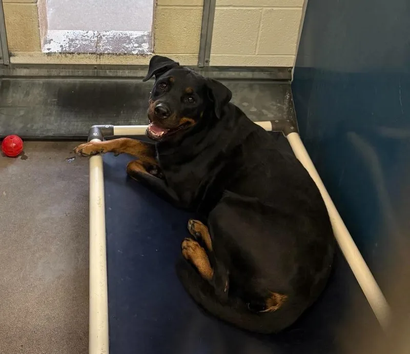 A young large-sized female Brown / Chocolate Rottweiler dog named Charolette for adoption in Gilbert, AZ