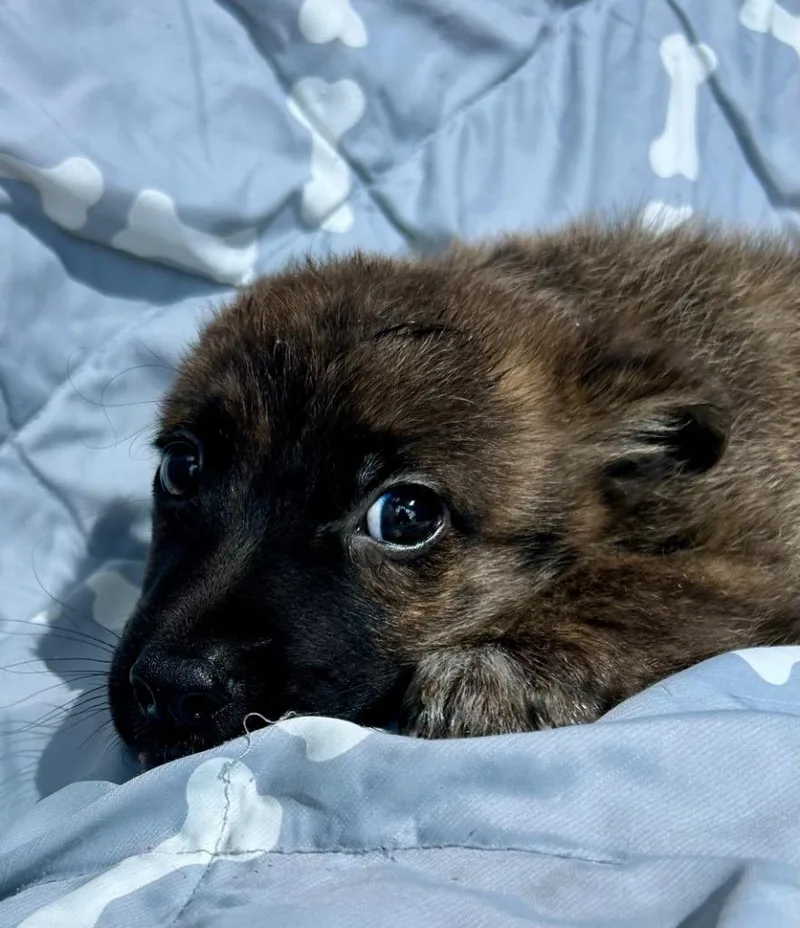 A baby medium-sized male Australian Cattle Dog / Blue Heeler dog named Silas for adoption in Cottonwood, AZ