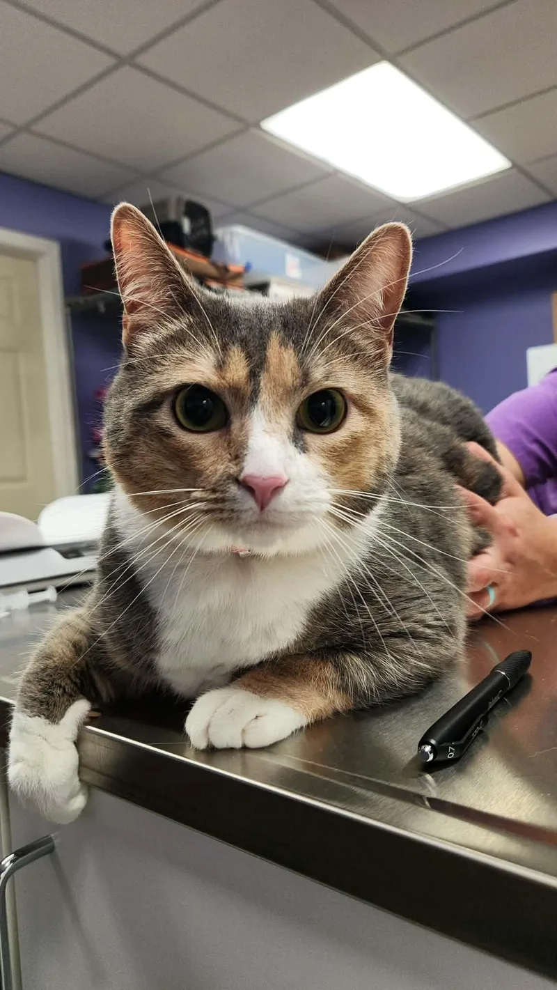 An adult medium-sized female Calico cat named Elle for adoption in Belton, MO