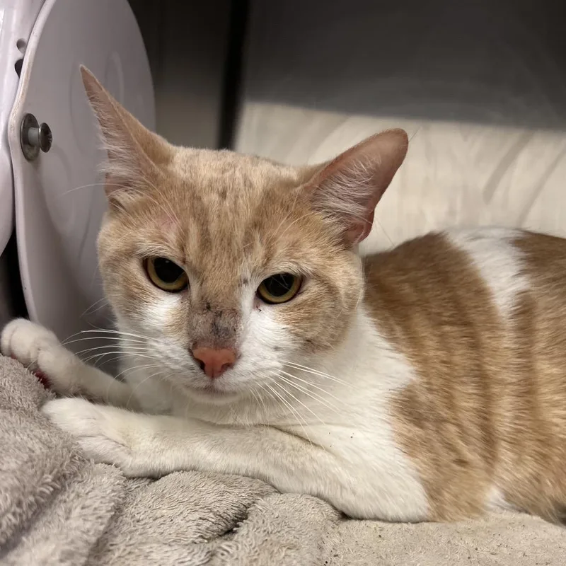 An adult medium-sized male Cream / Ivory Domestic Short Hair cat named Wisp for adoption in Amarillo, TX