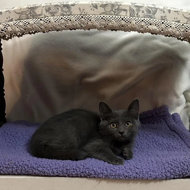 A young small-sized female Gray / Blue / Silver Domestic Short Hair cat named Sneezy GoldenVicary_C for adoption in Columbia, MO