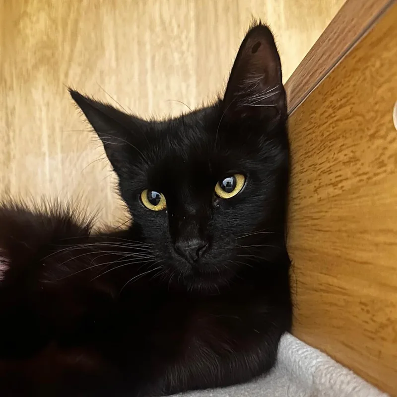 A young small-sized female Black Domestic Short Hair cat named Nori for adoption in Tustin, CA