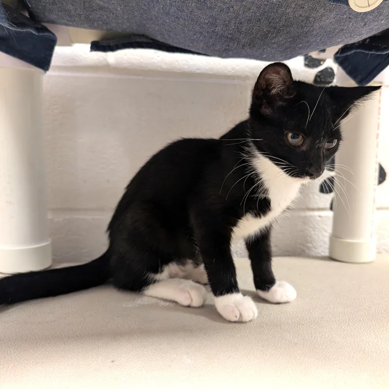 A baby medium-sized male Black & White / Tuxedo Domestic Short Hair cat named Mel for adoption in Smithfield, NC