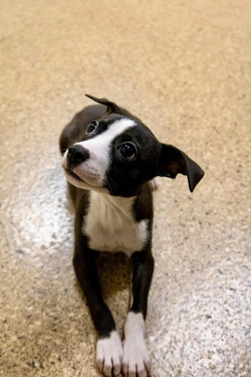 A baby small-sized female Whippet dog named Sylveon for adoption in Valparaiso, IN
