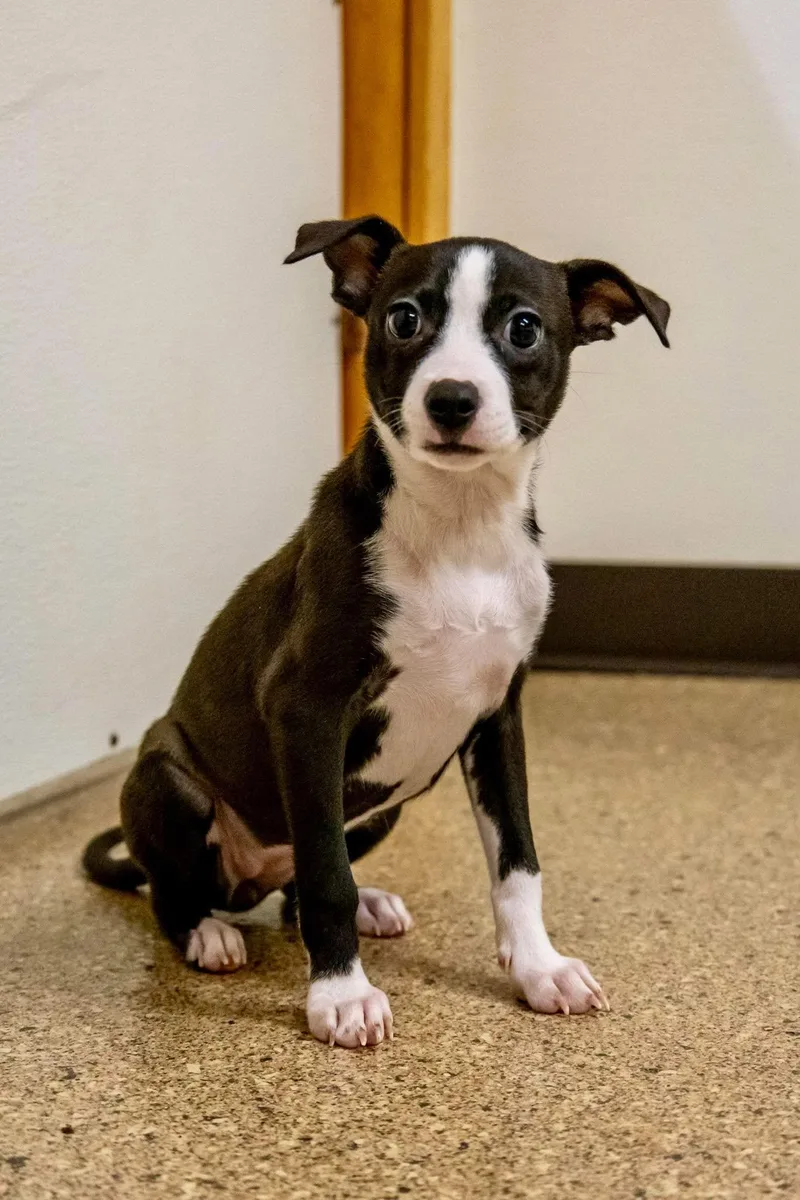 Sylveon thumbnail 2
