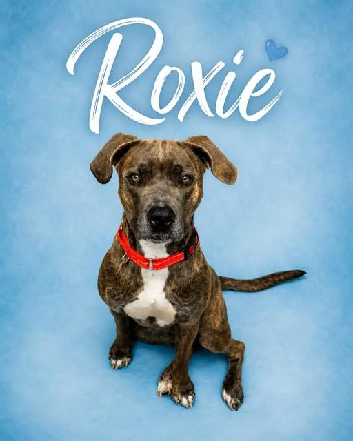 A young large-sized female Pit Bull Terrier dog named Roxie for adoption in Westminster, MD