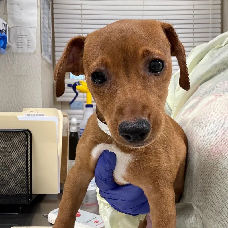 A baby small-sized female Brown / Chocolate Miniature Pinscher dog named Tippy for adoption in Pekin, IL