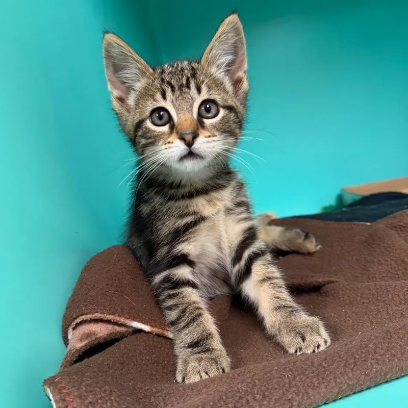 A baby small-sized male Brown / Chocolate Domestic Short Hair cat named Charlie for adoption in Owosso, MI