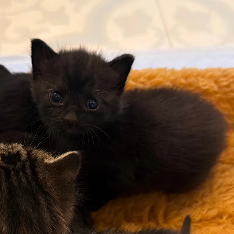 A baby small-sized male Black Domestic Short Hair cat named Maple for adoption in Missouri City, TX