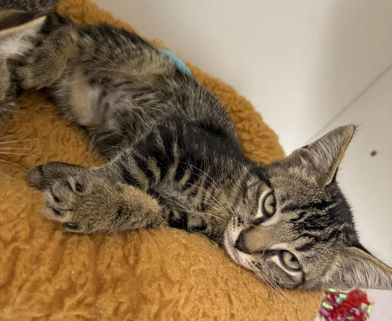 A young medium-sized male Domestic Short Hair cat named Chestnut Acres for adoption in Satellite Beach, FL