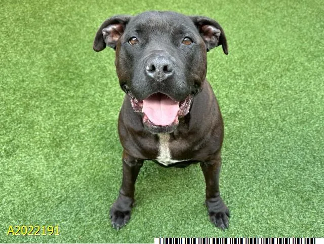 An adult large-sized female Mixed Breed dog named Trixi for adoption in West Palm Beach, FL
