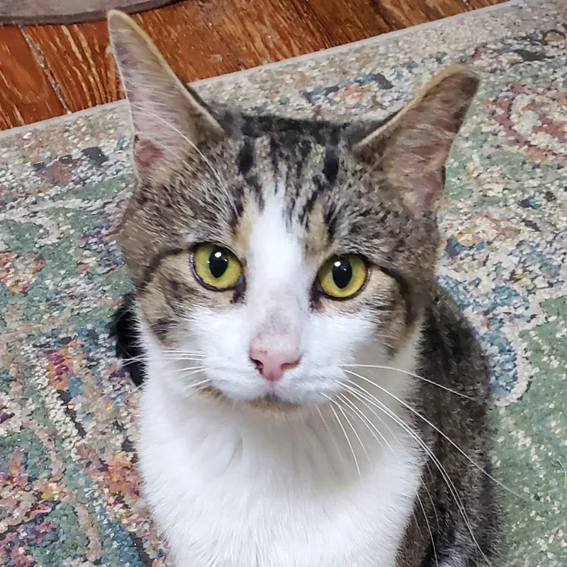 A baby medium-sized male Tabby (Buff / Tan / Fawn) Tabby cat named Charlie.  Super Friendly for adoption in Independence, OH