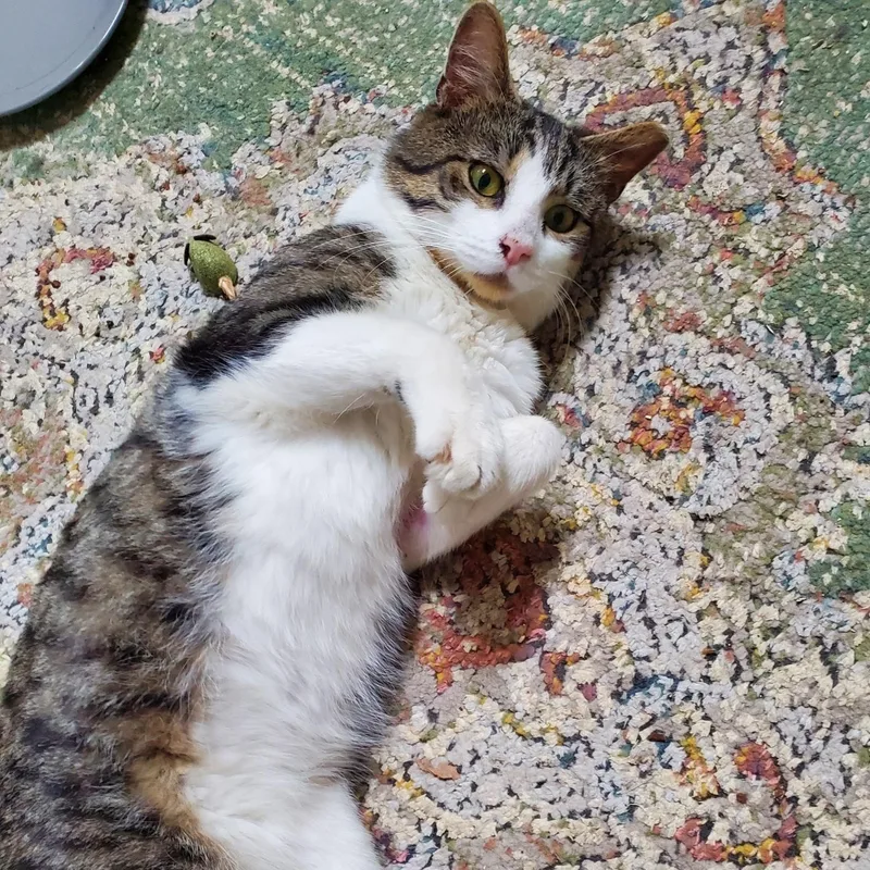 Charlie.  Super Friendly thumbnail 5