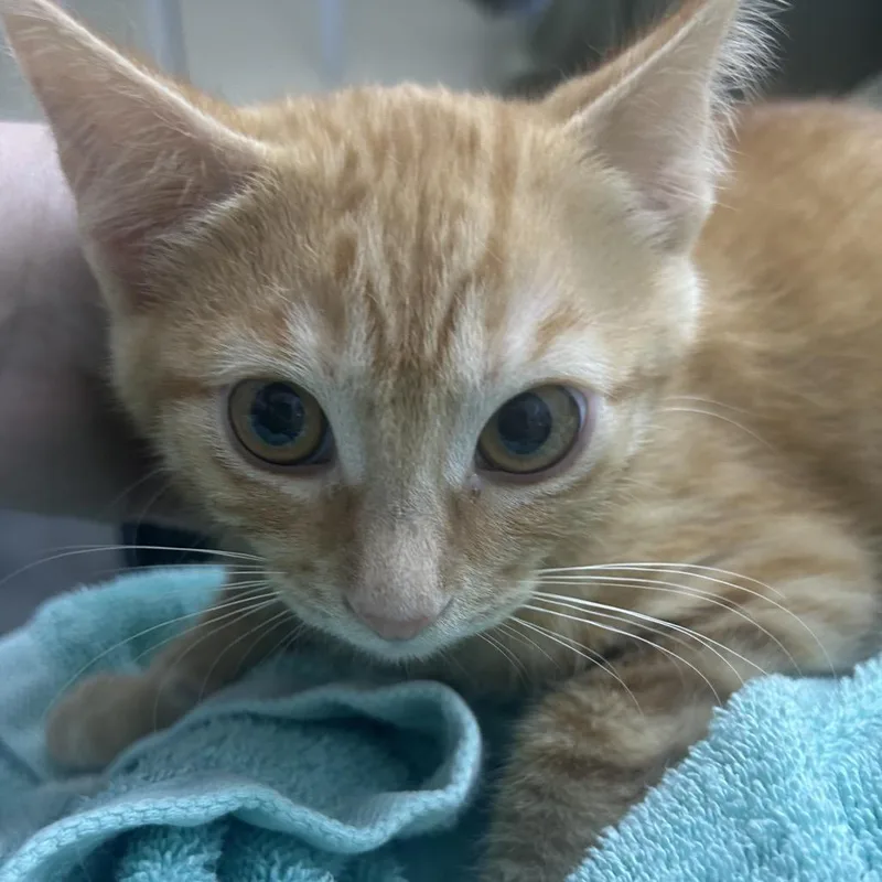 A baby small-sized male Orange / Red Domestic Short Hair cat named Randall for adoption in Point Richmond, CA
