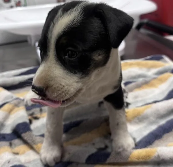 A baby small-sized female Rottweiler dog named Mini for adoption in Escondido, CA