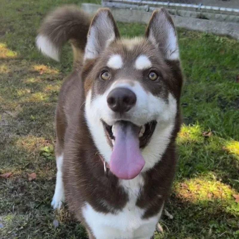 An adult large-sized male Husky dog named Lamello for adoption in Spruce Pine, NC
