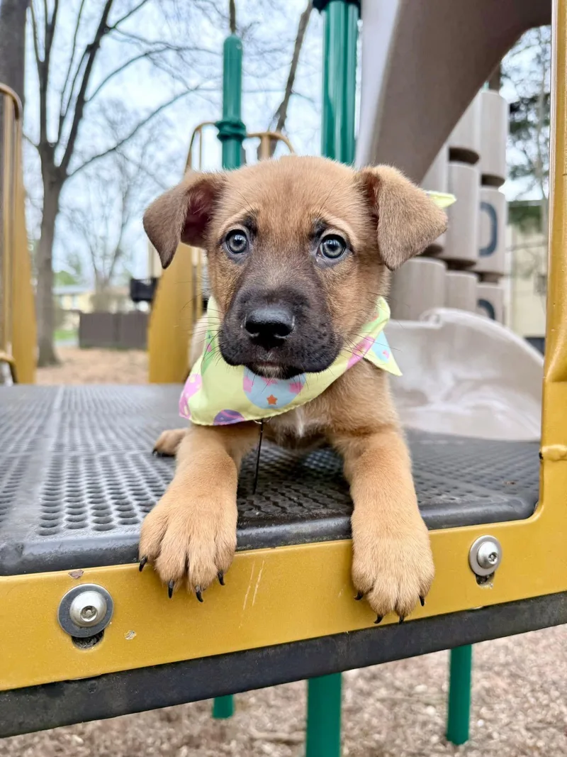 A baby large-sized male Golden German Shepherd Dog dog named Jackson for adoption in Fairfax, VA