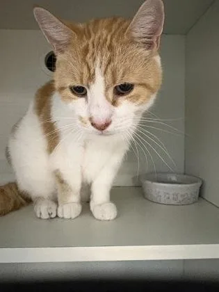 A senior medium-sized male Domestic Short Hair cat named Harry Styles for adoption in Palm Coast, FL