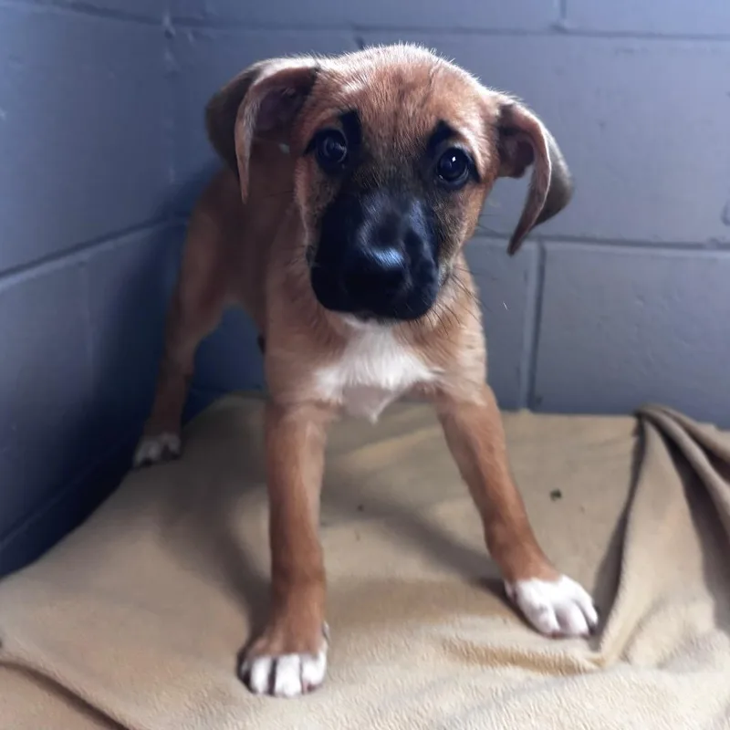 A baby medium-sized female Yellow / Tan / Blond / Fawn American Foxhound dog named Cedar for adoption in Belleville, IL