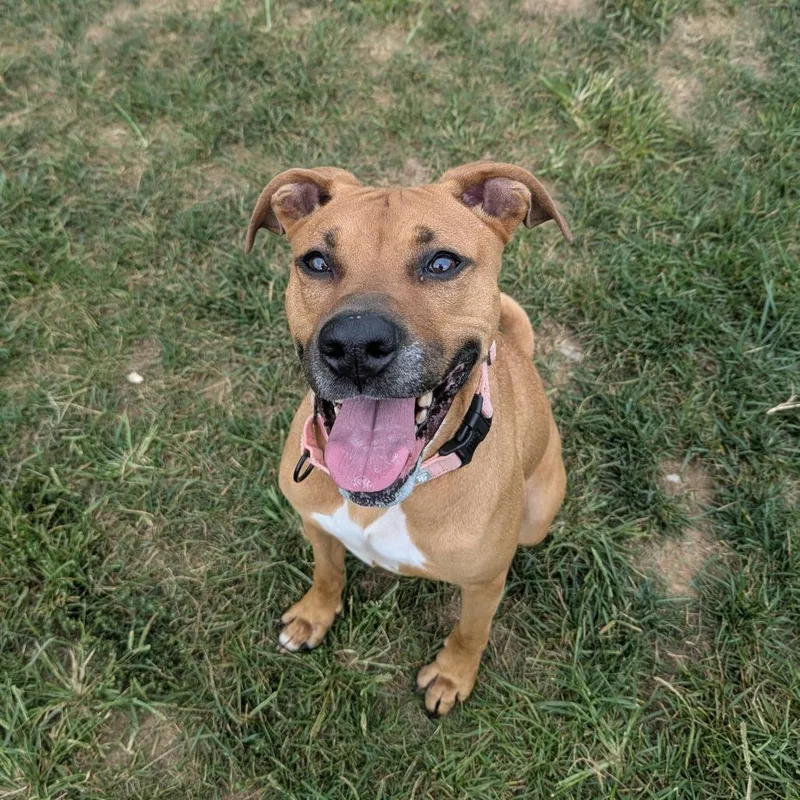 An adult large-sized female Brown / Chocolate Boxer dog named Sarah for adoption in Harrisonburg, VA