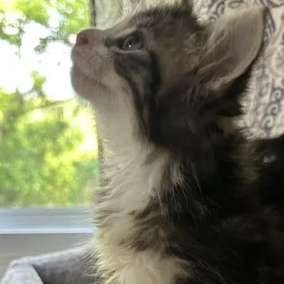 A baby small-sized female Tabby (Buff / Tan / Fawn) Domestic Long Hair cat named Pookie Best Friends With for adoption in West Jefferson, OH