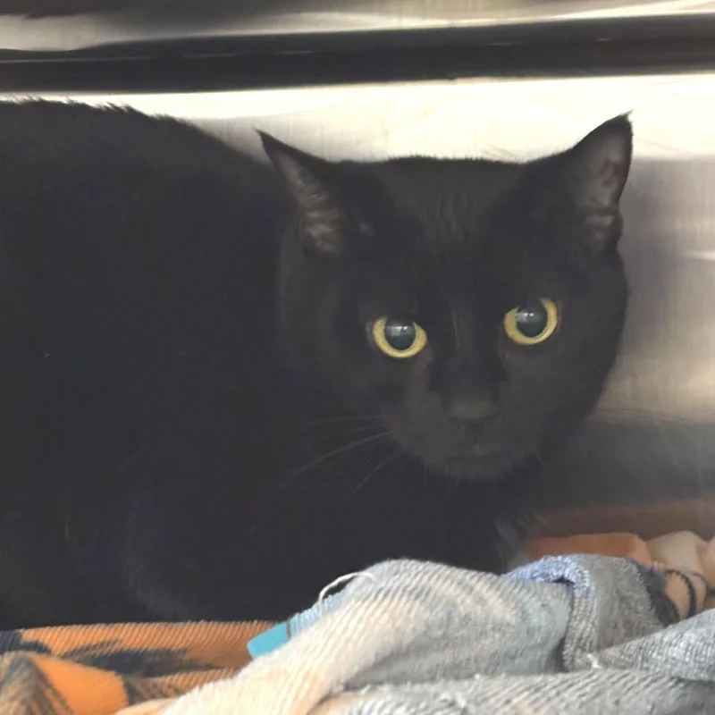 A senior medium-sized female Domestic Short Hair cat named Luna for adoption in Springfield, MA